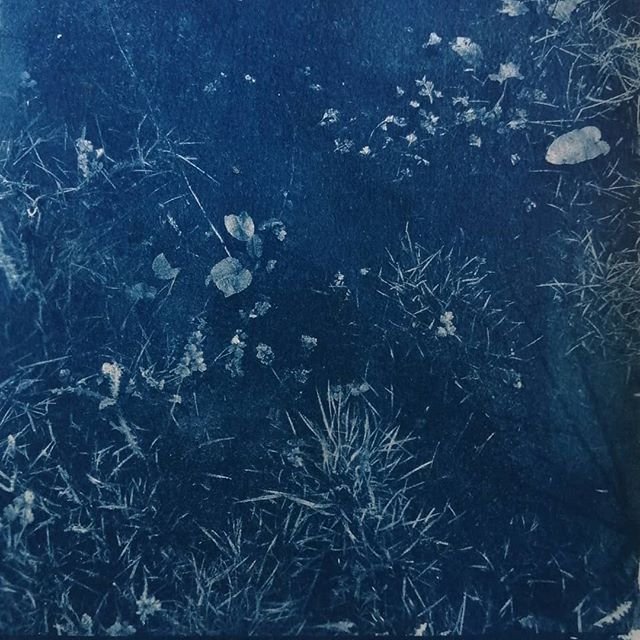 cyanotype - série Rivages